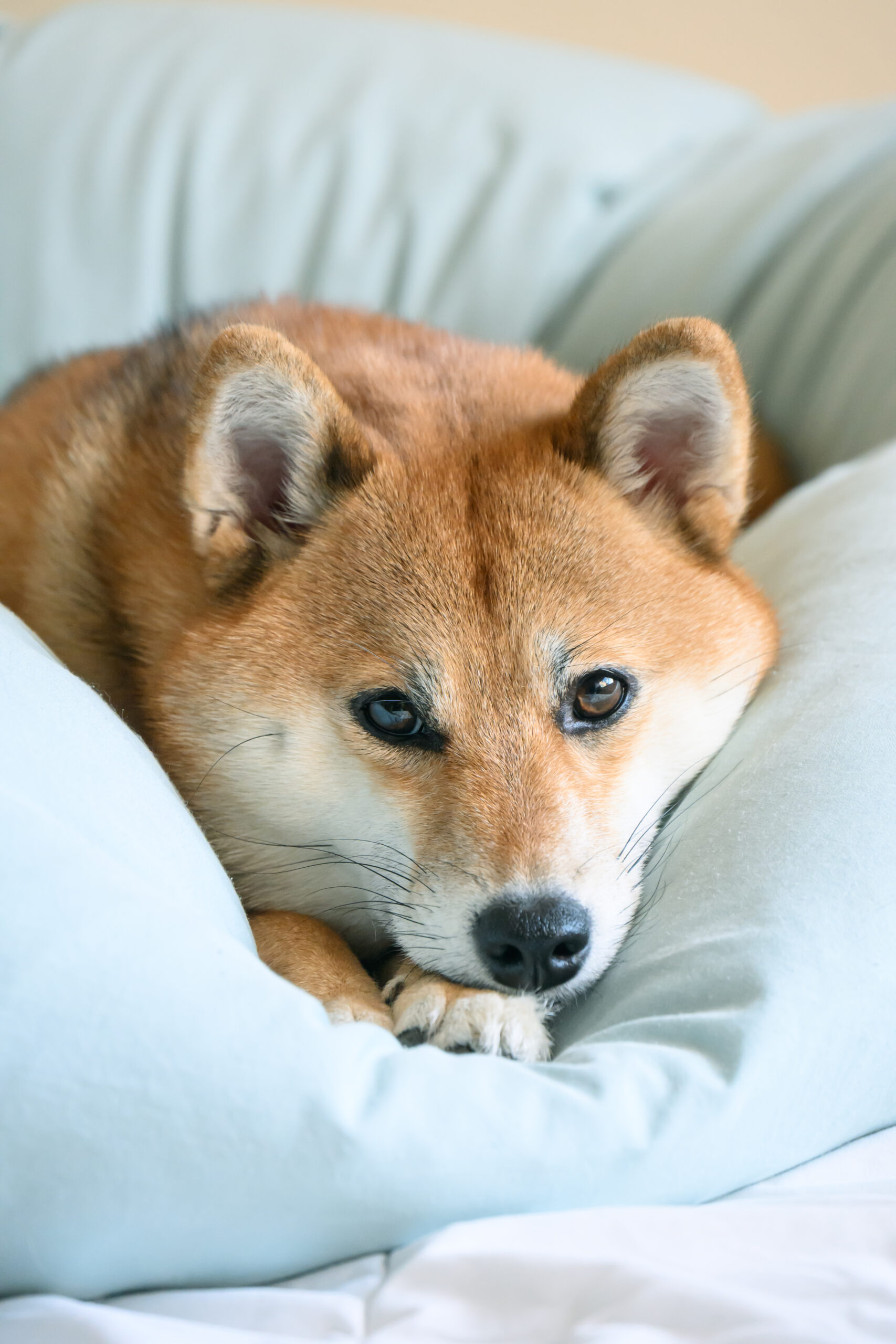 ベッドの上にいる柴犬